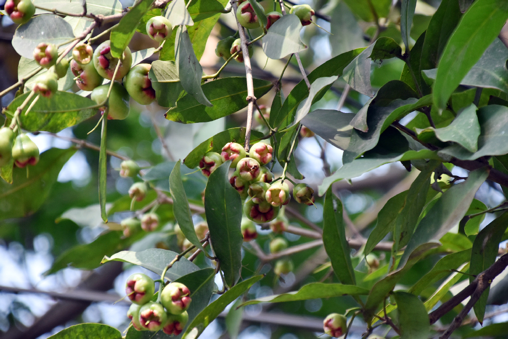 গাছের শাখায় থোকায় থোকায় ঝুলছে অপরিপক্ব জামরুল। গরমকালের এই ফলটি খেতে অনেকেই বেশ পছন্দ করেন। রাজশাহী নগরীর চকপাড়া এলাকা থেকে তোলা। ছবি: মিলন শেখ