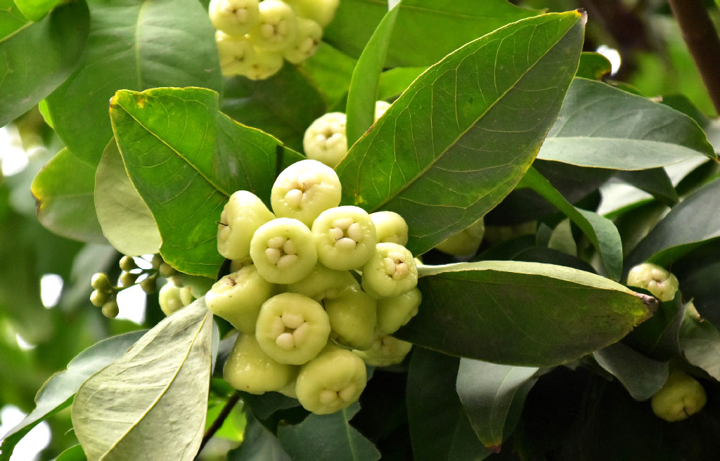 গ্রীষ্ম-বর্ষার ফল জামরুল। গাছের ডালে ডালে ঝুলছে থোকায় থোকায়। রসালো এই ফলটি খেতে যেমন সুস্বাদু তেমনি স্বাদেও অনন্য। ছবিটি বুলনপুর কোট, রাজশাহী, ৭ মে ২০২৫। ছবি: মিলন শেখ।