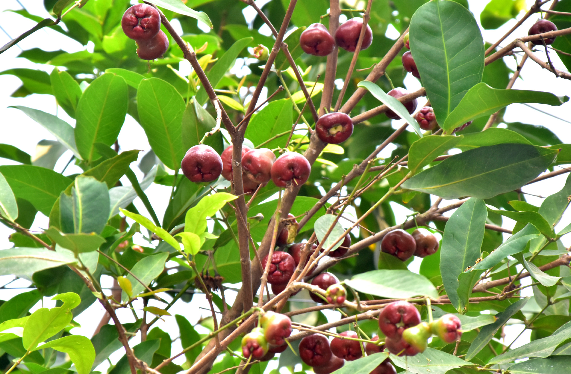 দিনের ছবি (১ মে, ২০২৫)