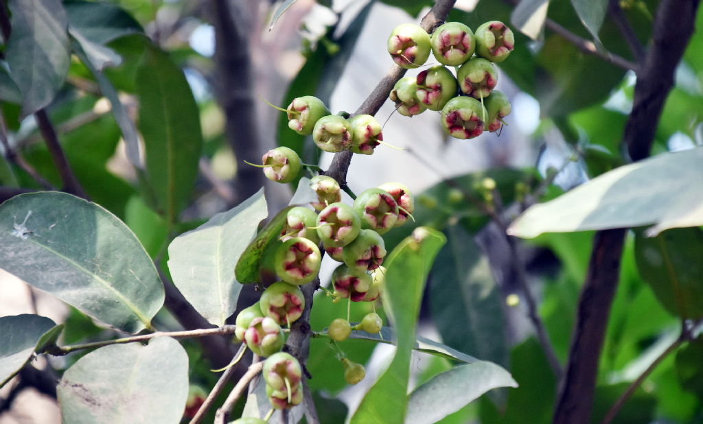 গাছের শাখায় থোকায় থোকায় ঝুলছে অপরিপক্ব জামরুল। গরমকালের এই ফলটি খেতে অনেকেই বেশ পছন্দ করেন। রাজশাহী নগরীর চকপাড়া এলাকা থেকে তোলা। ছবি: মিলন শেখ