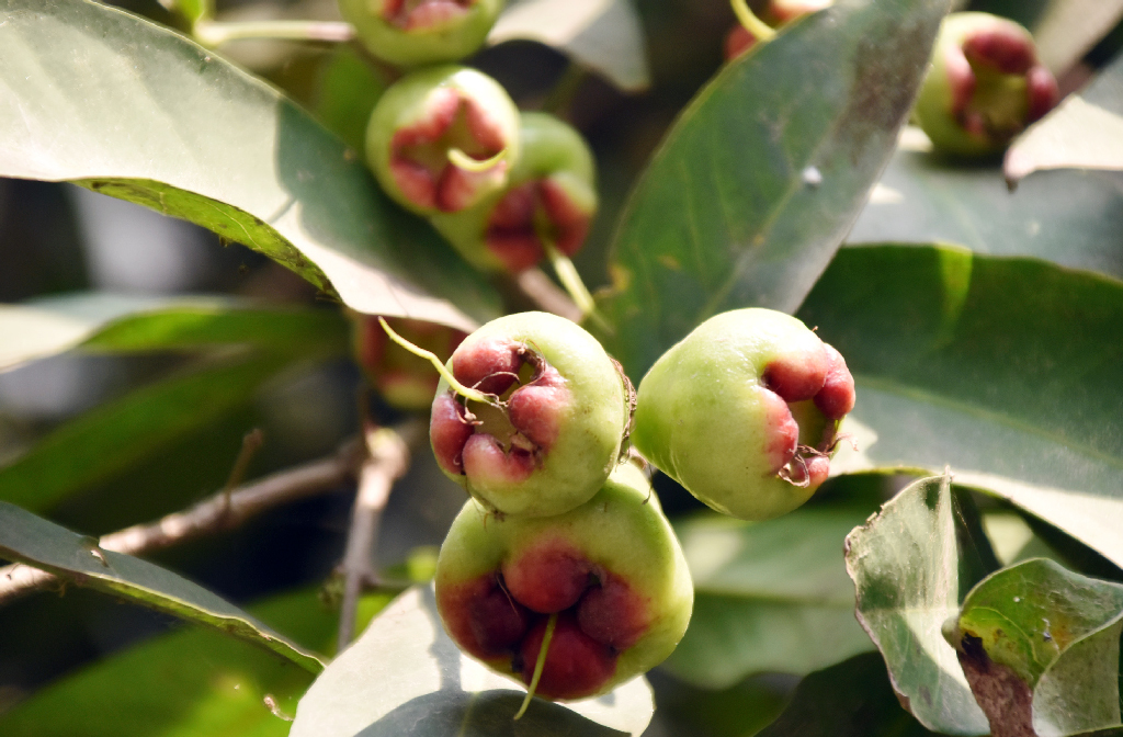 দিনের ছবি (২২ এপ্রিল, ২০২৬)