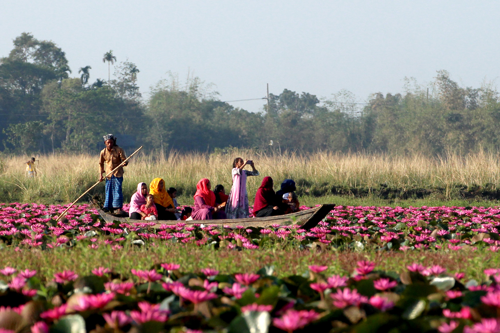 জৈন্তাপুরের লাল শাপলার রাজ্যে