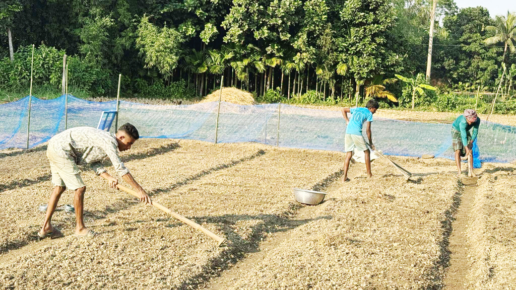 সিরাজগঞ্জে প্রথমবার জিরা চাষ শুরু করলেন পলাশ