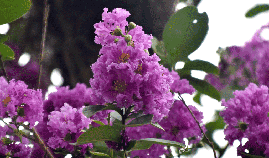 দিনের ছবি (২১ জুলাই, ২০২৬)