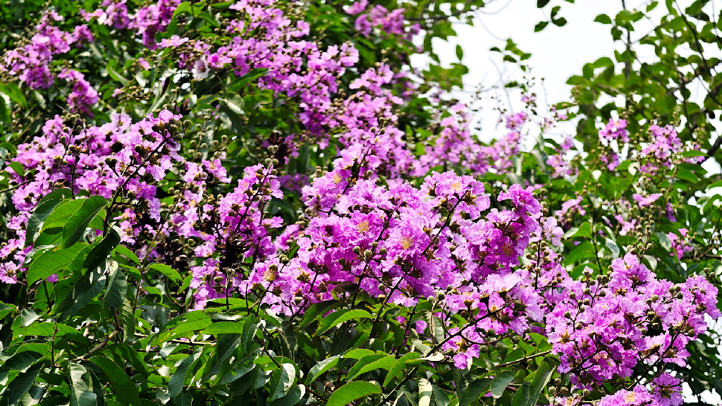 জারুল ফুলের বেগুনি রঙে ছেয়ে আছে গাছ। গ্রামের সড়ক, পুকুরপাড় ও বাড়ির আঙিনায় ছড়িয়ে পড়েছে এই ফুলের দৃষ্টিনন্দন সৌন্দর্য। ছবিটি কুমিল্লার ব্রাহ্মণপাড়া উপজেলার কল্পবাস এলাকা থেকে তোলা। ছবি: মো. আনোয়ারুল ইসলাম।