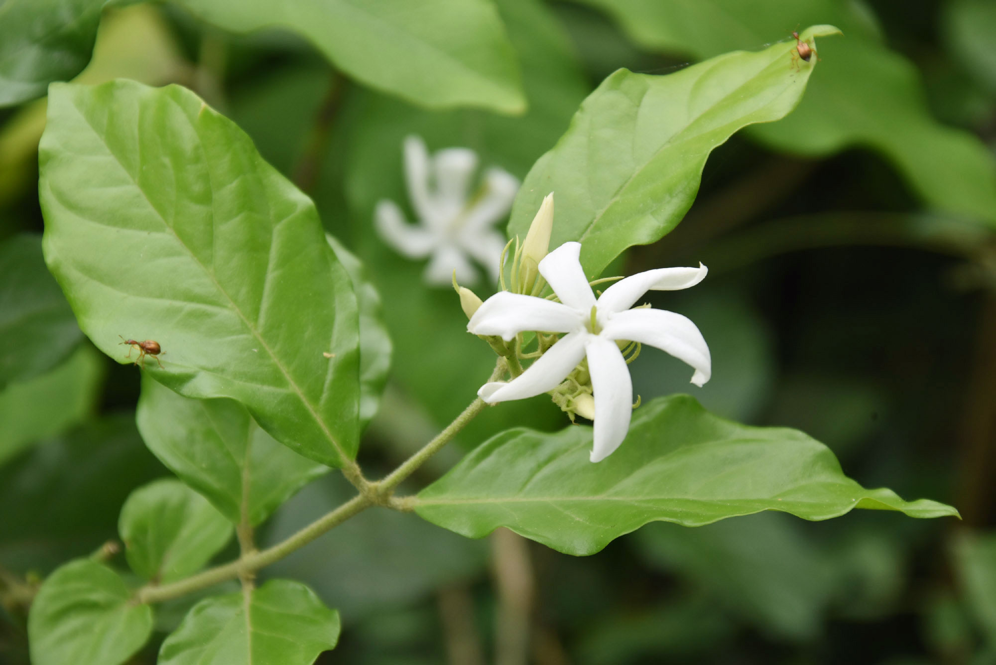 দৃষ্টিনন্দন সাদা রঙের ফুল জেসমিন ফুটে আছে রাস্তার পাশে। এই ফুলের বোটানিক্যাল নাম জেসমিনাম। রাজশাহীর চারঘাট উপজেলার ইউসুফপুর ইউনিয়ন টাঙ্গন এলাকা থেকে তোলা। ছবি: মিলন শেখ