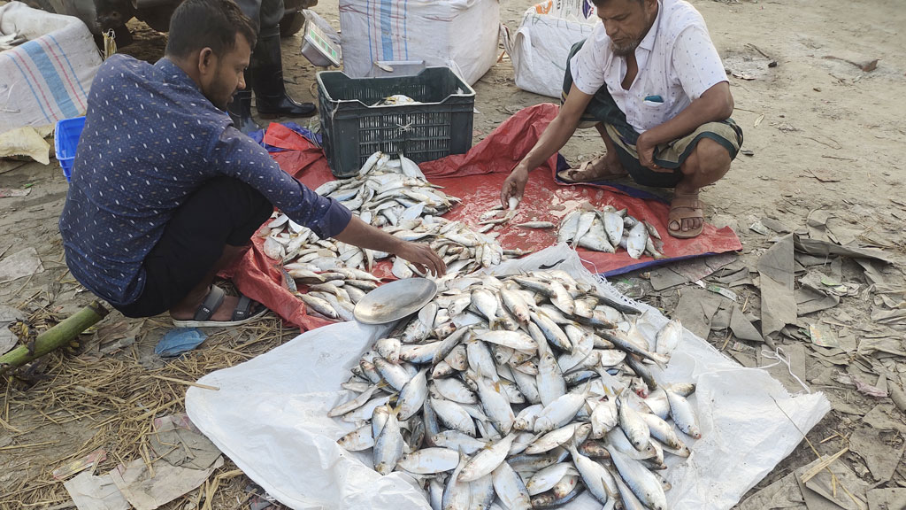 তিন দপ্তর ‘ম্যানেজ’ করে দেদার চলছে জাটকা শিকার