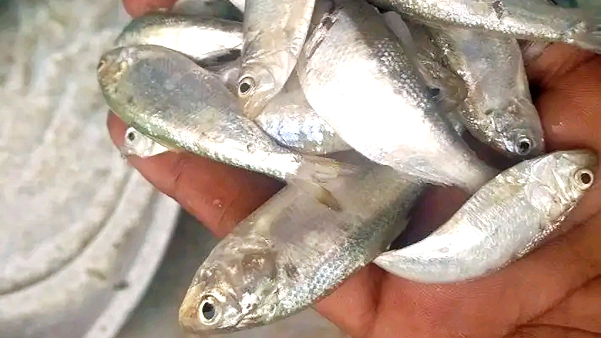 নদীতে নিষিদ্ধ জালে দেদার মরছে জাটকা