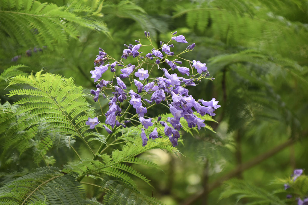 দিনের ছবি (২২ মে,২০২৫)