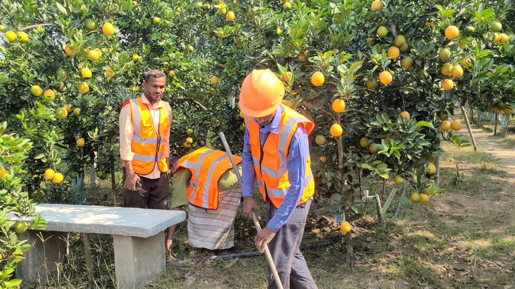 জয়নাল আবেদীনের কমলা বাগান পরিচর্যা করছেন শ্রমিকেরা। ছবি: আজকের পত্রিকা