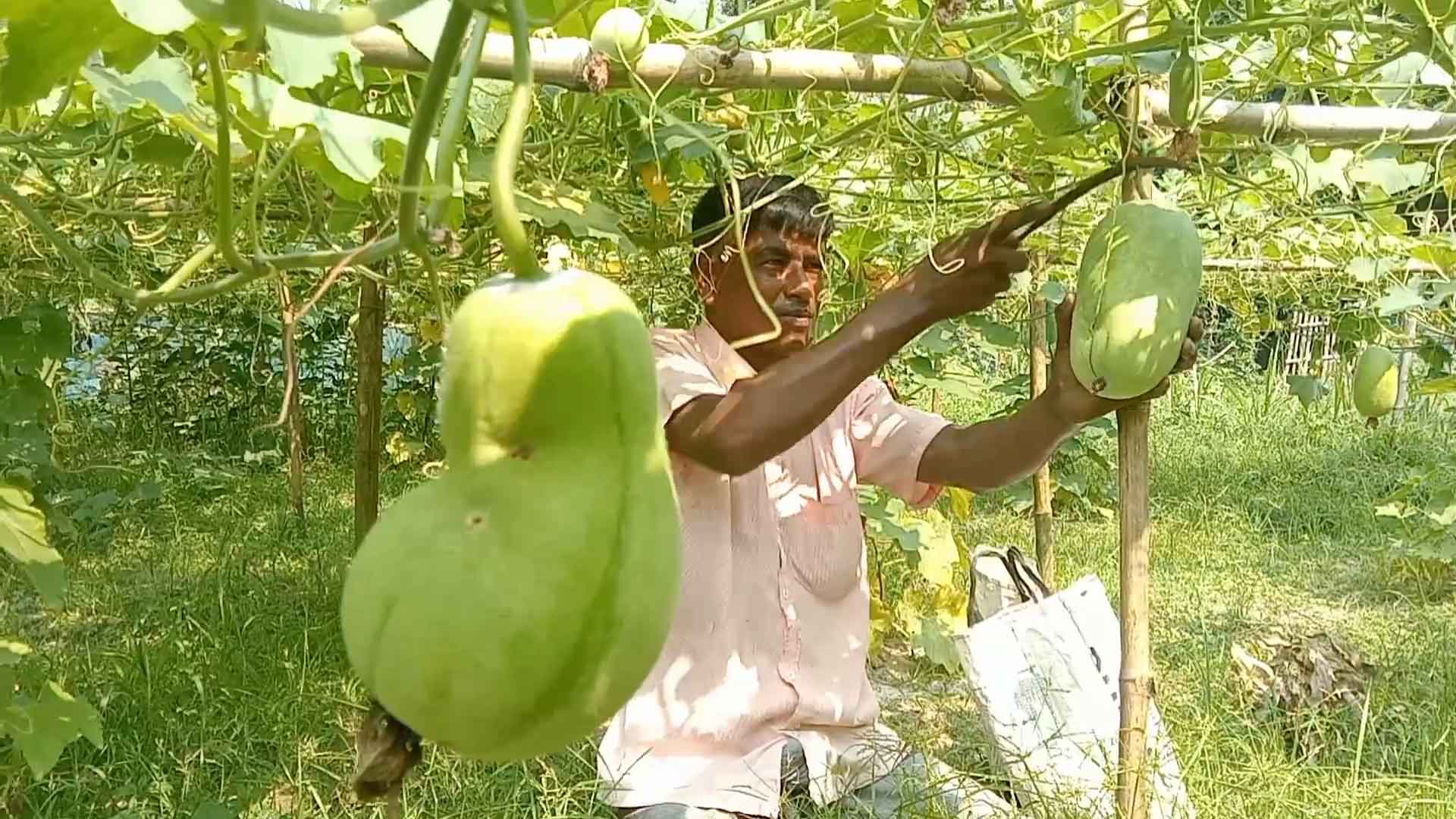 চালকুমড়া চাষে স্বাবলম্বী হওয়ার স্বপ্ন জয়পুরহাটের হাসান আলীর