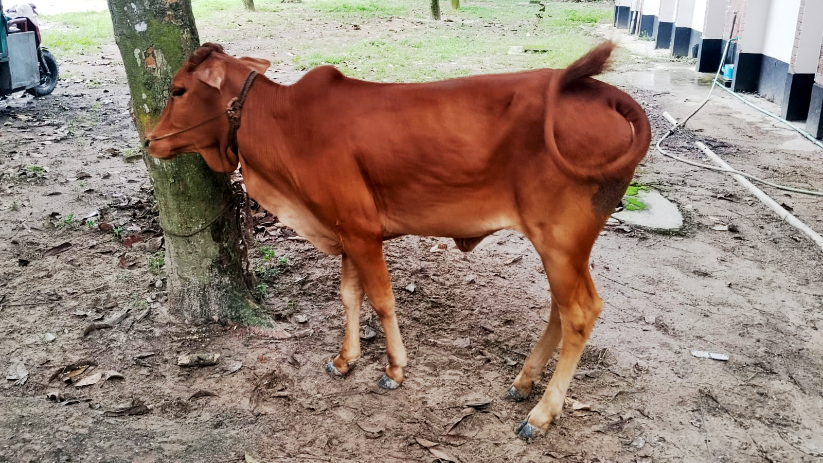 দিবালোকে বাড়ির সামনে থেকে গরু চুরি, গণপিটুনির পর পুলিশে দিল উত্তেজিত জনতা