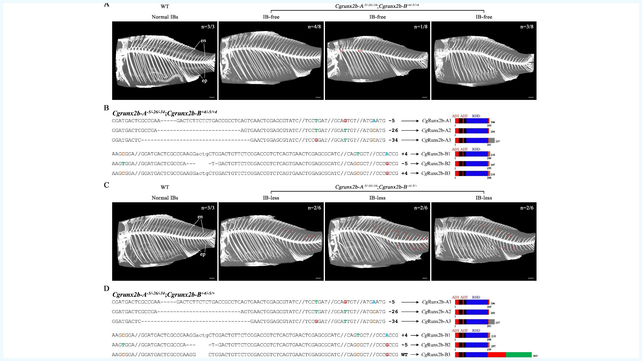 চায়নিজ একাডেমি অব সায়েন্সেসের গবেষণা: কাঁটাহীন কার্প মাছ