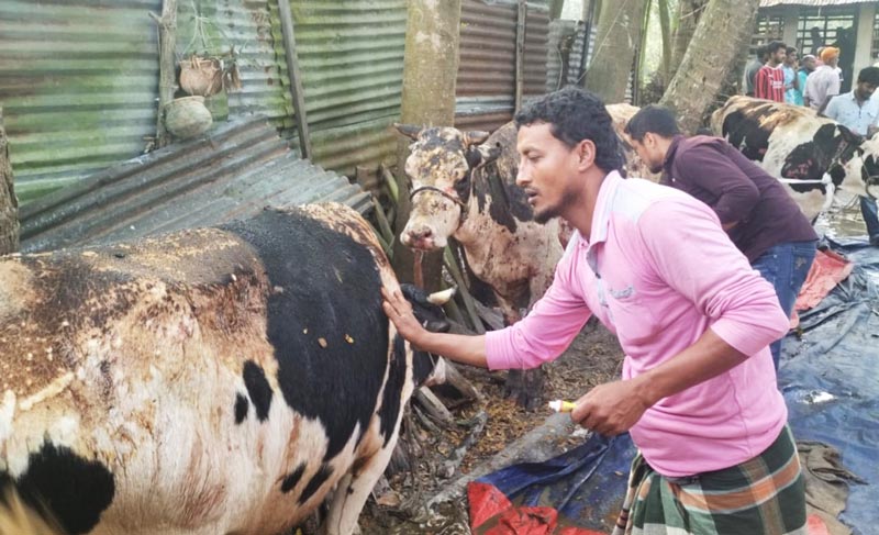 মালিককে ঘরে আটকে রেখে খামারে পেট্রল ঢেলে আগুন, পুড়ল ৮ গরু