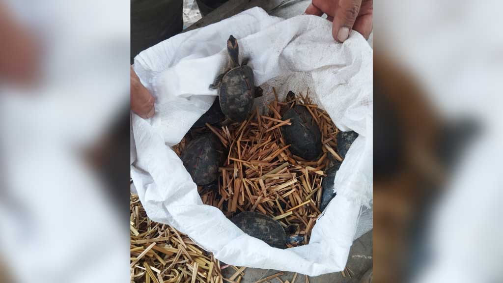 কুষ্টিয়ায় ক্রেতা সেজে ৬৭টি কড়িকাইট্টা কচ্ছপ উদ্ধার করল র‍্যাব