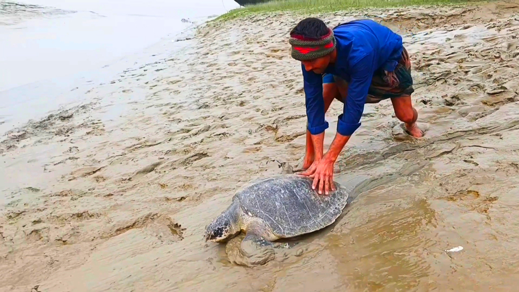 হাতিয়ায় ধরা পড়ল ৪০ কেজি ওজনের কচ্ছপ, মেঘনায় অবমুক্ত