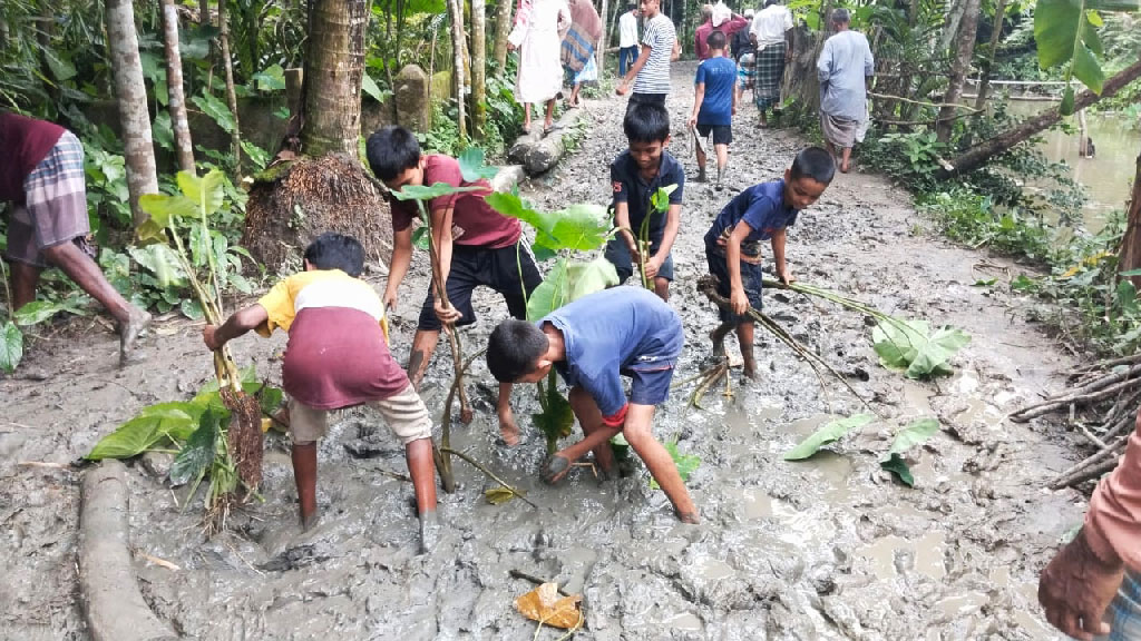 রাজাপুরে কর্দমাক্ত রাস্তায় কচুগাছ লাগিয়ে প্রতিবাদ