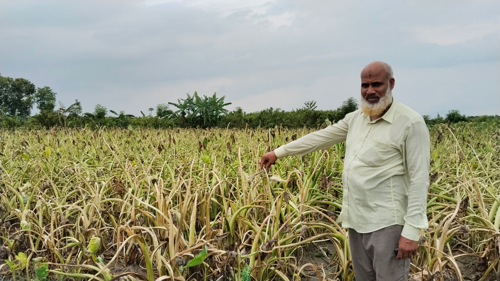 চাচা-ভাতিজির দ্বন্দ্বে কপাল পুড়ল কৃষকের, কচুখেতে বিষপ্রয়োগের অভিযোগ