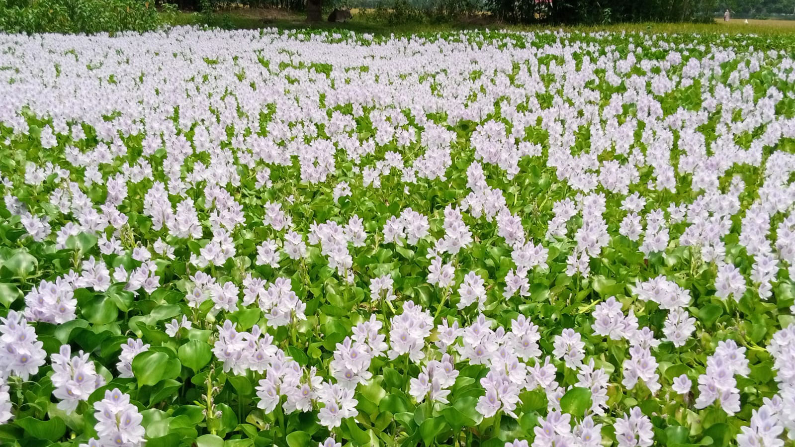 পুকুর-ডোবার কচুরিপানা ফুলে মুগ্ধতার আবেশ