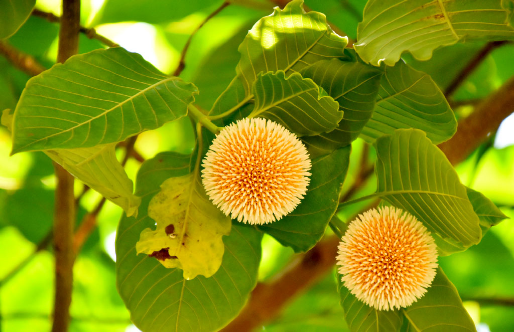 বর্ষা এসেছে। কদম গাছ ছেয়েছে ফুলে। মধু খাওয়ার জন্য ফুলে ফুলে ঘুরে বেড়াচ্ছে মৌমাছি ও প্রজাপতি। ছবিটি রাজশাহী নগরীর পাঠানপাড়া এলাকায় লালন শাহ মুক্তমঞ্চের সামনে থেকে তোলা। ছবি: মিলন শেখ