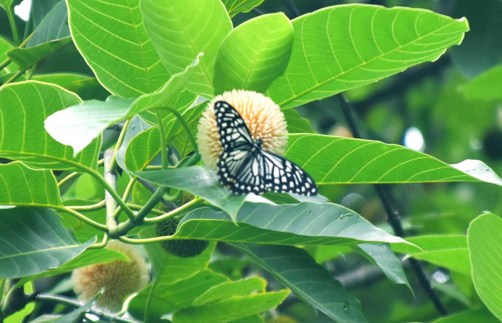 দিনের ছবি (১৬ জুলাই ২০২৫)