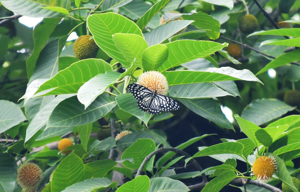 কদম ফুল থেকে মধু আহরণ করছে প্রজাপতি। ছবিটি নগরীর কোট বুলনপুর এলাকা থেকে তোলা। ছবি মিলন শেখ।