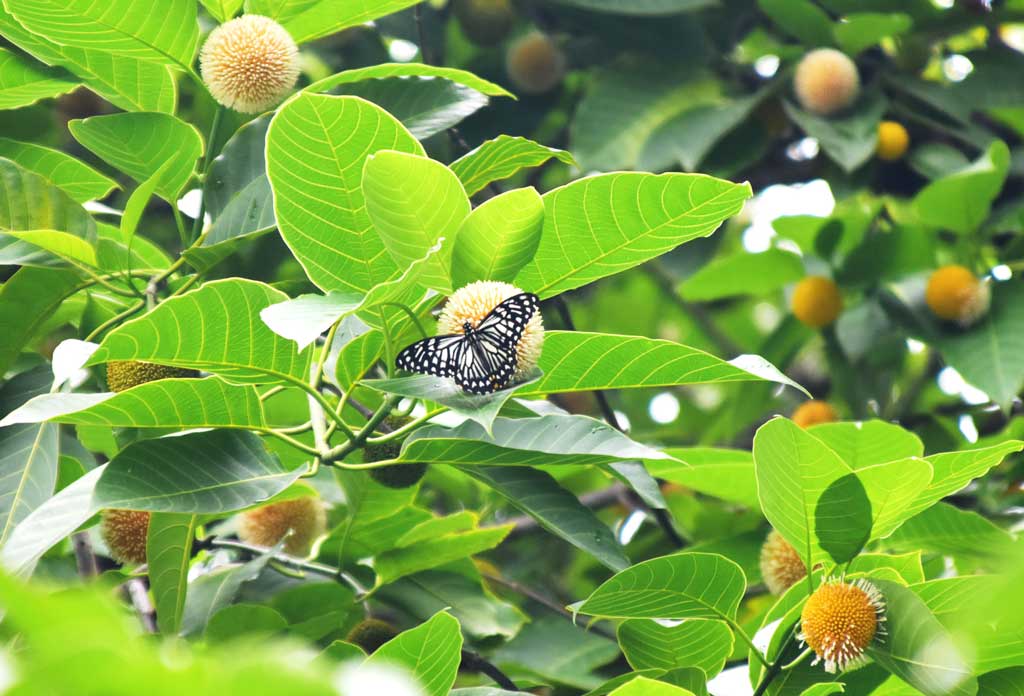 কদম ফুল থেকে মধু আহরণ করছে প্রজাপতি। ছবিটি নগরীর কোট বুলনপুর এলাকা থেকে তোলা। ছবি মিলন শেখ।