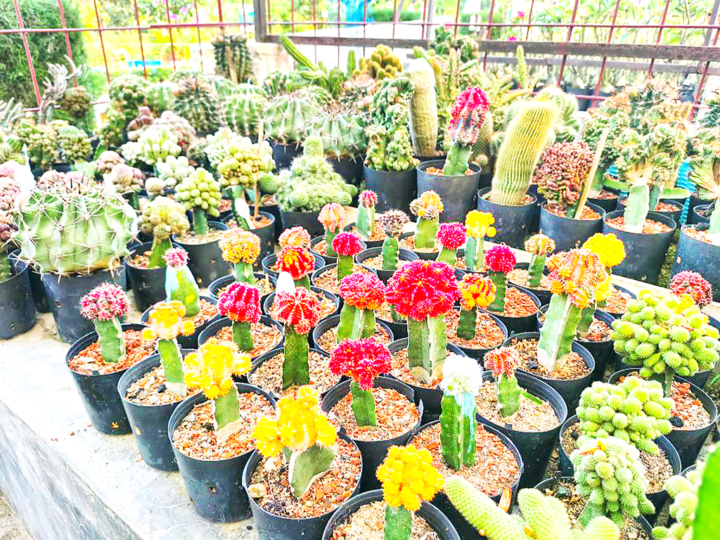 লাল-হলুদ-রংধনু রঙের ক্যাকটাসে ভরা বাগান