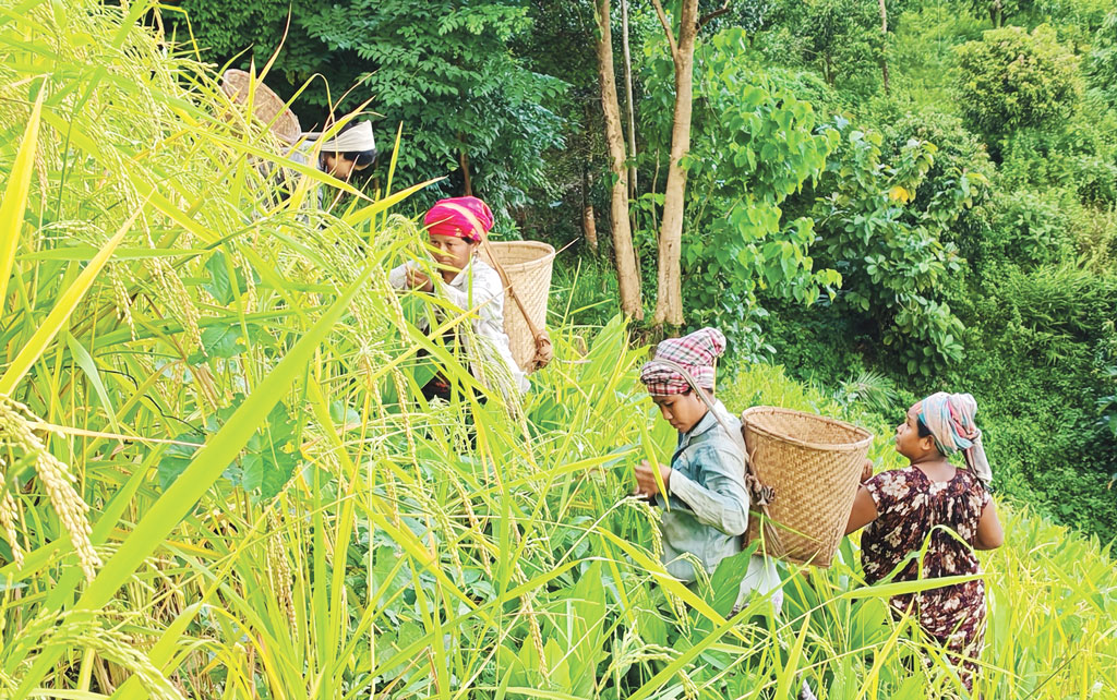 পাহাড়ে কমছে জুমচাষ, বাড়ছে ফলের বাগান