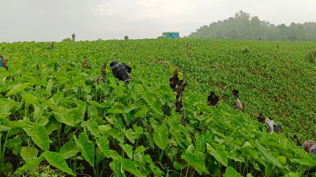 পাহাড়ে রাম্বুটান চাষে নতুন সম্ভাবনা