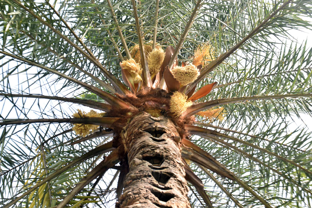 শীতের মধ্যে খেজুরগাছ ফুলে ফুলে ভরে উঠেছে। গরমের সময় গাছে ঝুলবে খেজুর। রাজশাহীর পুঠিয়া উপজেলার বেলপুকুর ইউনিয়ন এলাকা থেকে তোলা। ছবি: মিলন শেখ