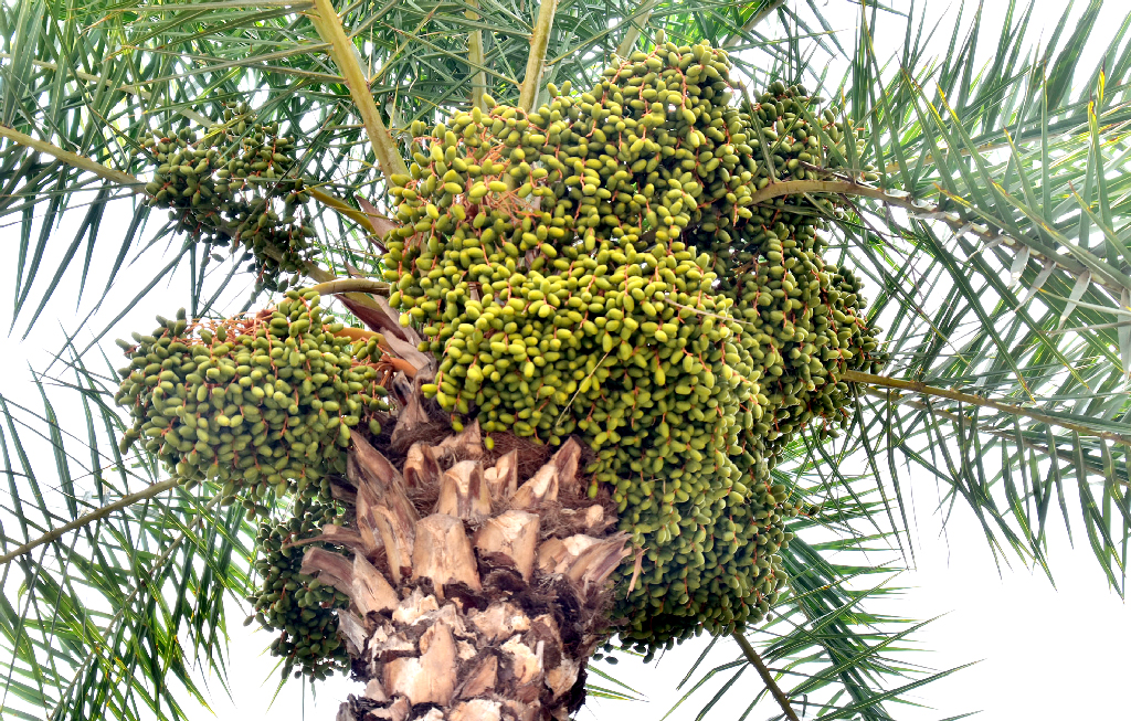 গাছে ঝুলছে থোকায় থোকায় কাঁচা-পাকা খেজুর। চব্বিশ নগর, রিশিকুল ইউনিয়ন, গোদাগাড়ী উপজেলা, রাজশাহী, ৬ মে ২০২৫। ছবি: মিলন শেখ
