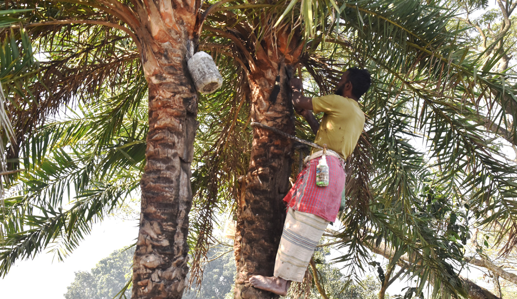শীত এলেই খেজুরের রস সংগ্রহের ধুম পড়ে যায়। গ্রামে গ্রামে ভোরের আলো ফোটার আগেই রস সংগ্রহে লেগে যান গাছিরা। তারপর দিনের আলো ফুটলে গাছ পরিস্কার করে সেই জায়গায় চুন লাগিয়ে হাড়ি বদলে প্লাস্টিকের বড় বোতল কেটে বসিয়ে দেন তাঁরা। ছবিটি রাজশাহীর পুঠিয়া উপজেলার বাইপাস রোড থেকে তোলা। ছবি: মিলন শেখ।