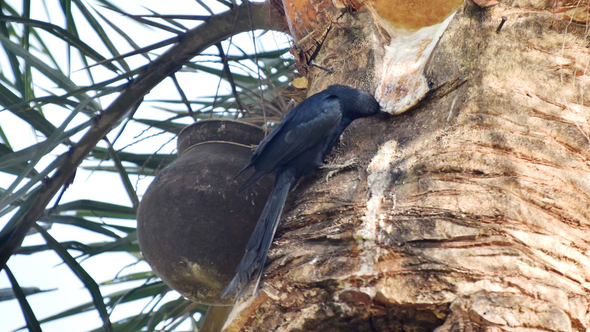 শীতের প্রায় শেষ। খেজুর গাছে এখন আগের মতো রস পাওয়া যায় না। তাই গাছিরাও রসের হাঁড়ি টাঙানো বন্ধ করে দিয়েছে। চুঁইয়ে পড়া রস পান করতে দেখা যায় ফিঙে পাখিকে। ছবিটি রাজশাহীর পবা উপজেলার পারিলা ইউনিয়ন এলাকা থেকে তোলা। ছবি: মিলন শেখ