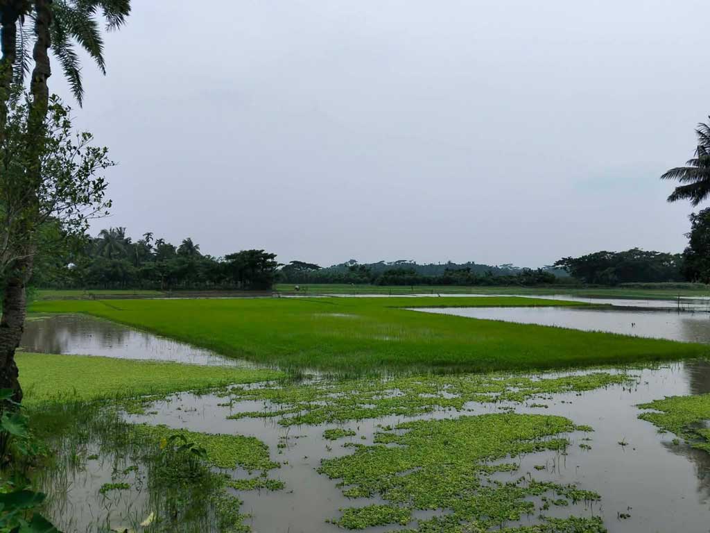খুলনার মৎস্য ও কৃষি: বৃষ্টিতে ১৪০ কোটি টাকার ক্ষতি