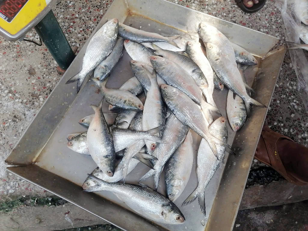 খুলনার বাজারে প্রতি কেজি ইলিশ ৪ হাজার টাকা