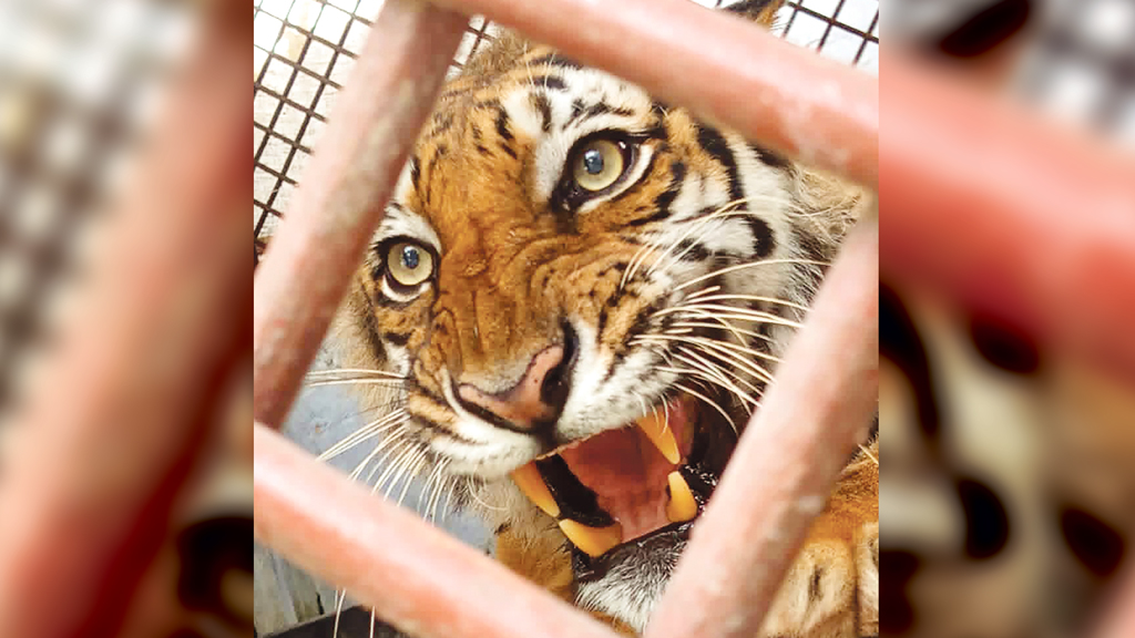 খুলনা: সুস্থ বাঘিনী, তবু সুন্দরবনে ফেরানো নিয়ে মতবিরোধ