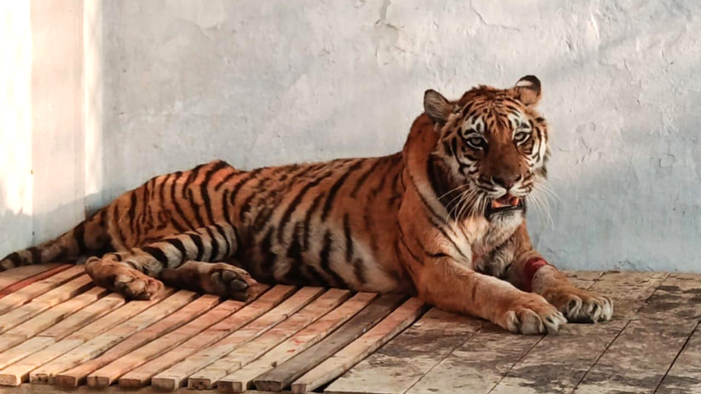 সেই বাঘিনী অনেকটাই সুস্থ, ফিরছে সুন্দরবনে