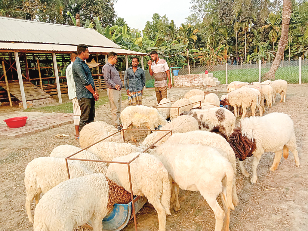 মরুর দুম্বা গুরুদাসপুরে