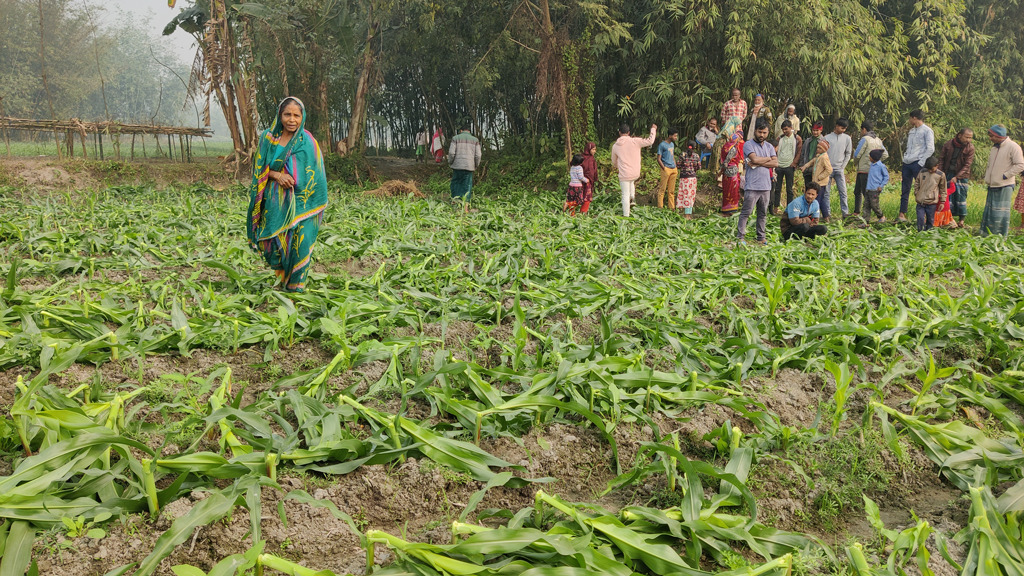 খানসামায় ১২ শতক জমির ভুট্টাগাছ কেটে নিল দুর্বৃত্তরা