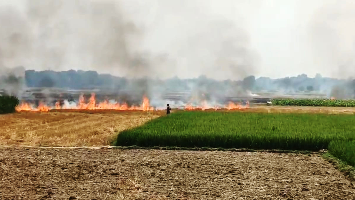 আগুনে পুড়ল ১৫ বিঘা জমির ফসল