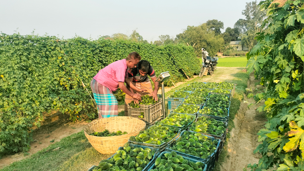 জৈব পদ্ধতিতে করলা চাষে সফল কাজীম উদ্দিন