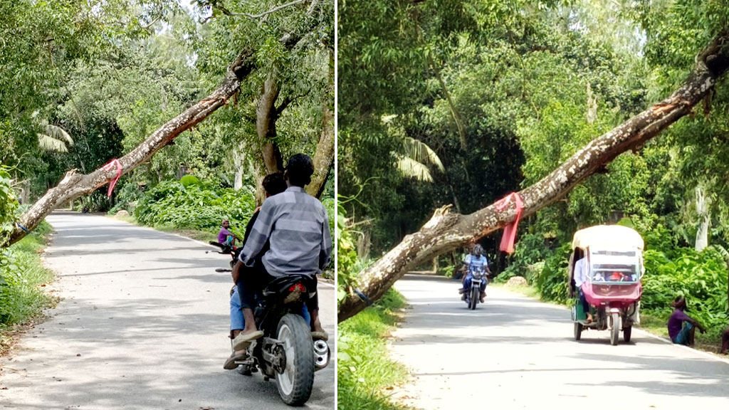 ব্যস্ত সড়কে ভাঙা গাছ, সরানোর কেউ নেই