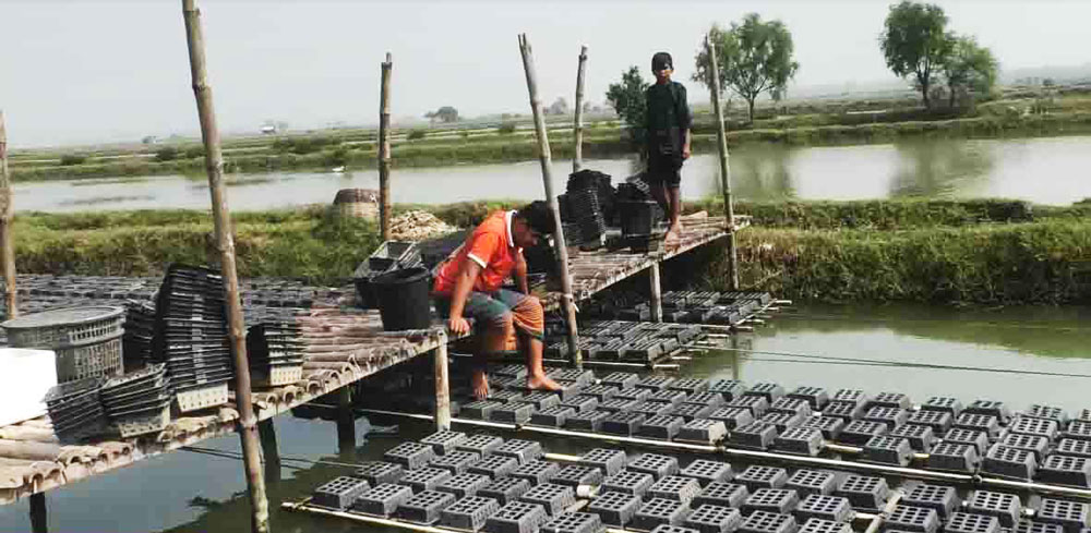 সাতক্ষীরায় চিংড়ি ছেড়ে কাঁকড়া চাষে ঝুঁকেছেন চাষিরা