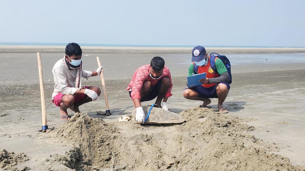 কক্সবাজার সৈকতে আরও ১৪টি মৃত কচ্ছপের খোঁজ