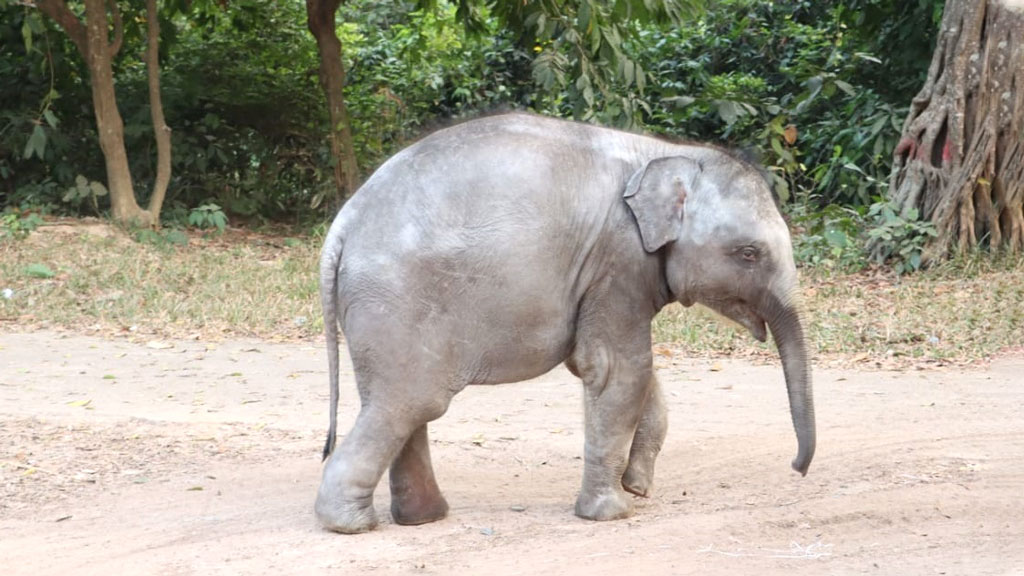 মাহুতের মমতায় বেড়ে উঠছে ‘বীর বাহাদুর’