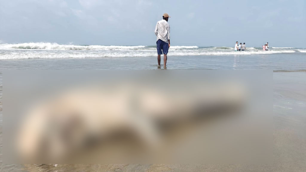 কক্সবাজার সৈকতে ভেসে এল মৃত ইরাবতী ডলফিন
