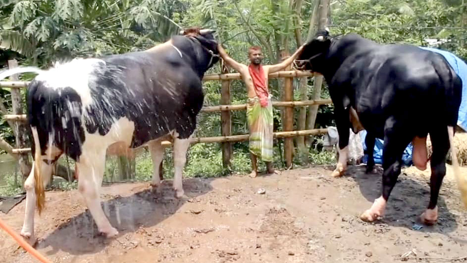 বিশাল আকৃতির কালা মানিক ও রাজা বাবু দেখতে মানুষের ভিড়