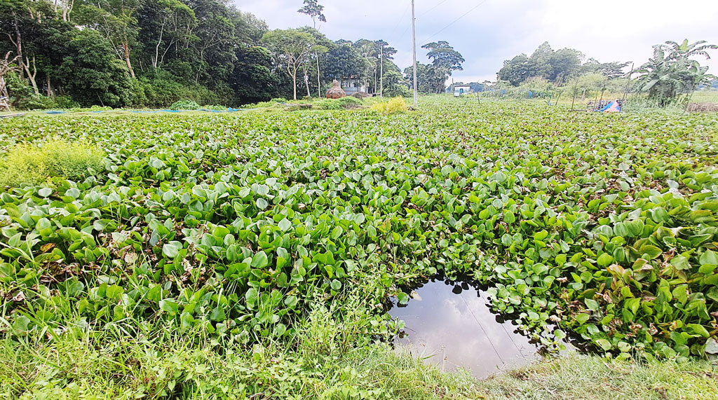 চাঁদপুরে কালভার্ট নির্মাণ না করেই অর্ধকোটি টাকা লোপাটের অভিযোগ