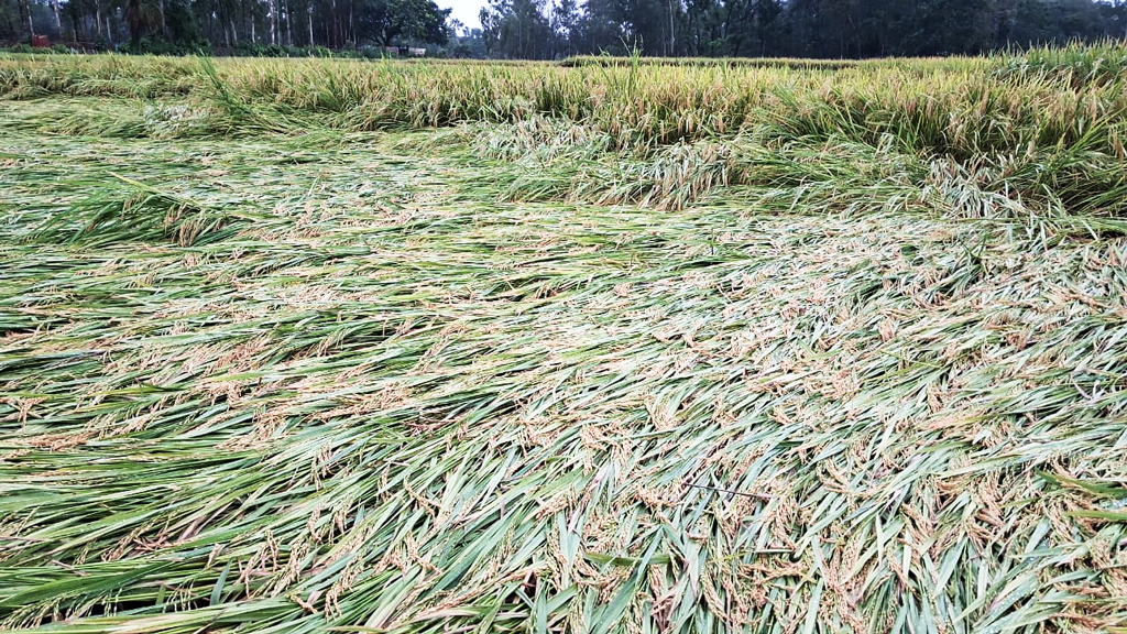 কালবৈশাখী ও টানা বৃষ্টিতে বোয়ালখালীতে ১০ হেক্টর ধানখেত ক্ষতিগ্রস্ত
